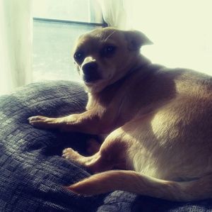 Meet your Posher, Carol